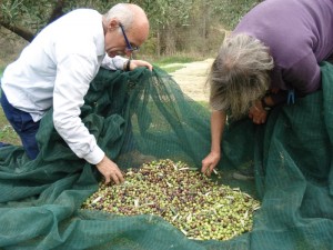 Defogliare le olive